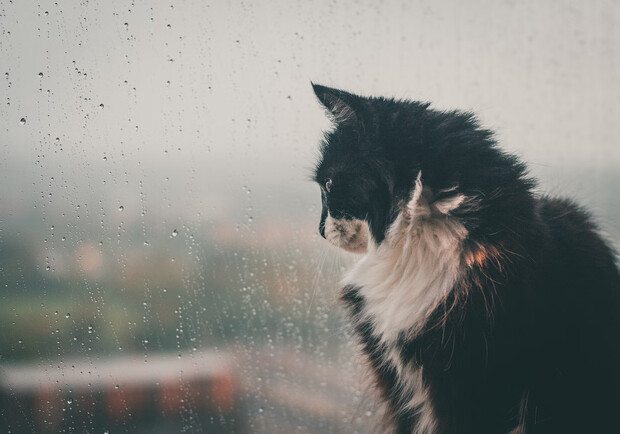  ������ ������� ����� ��������� ������ 