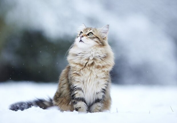  ������ ������� ����� ������ 