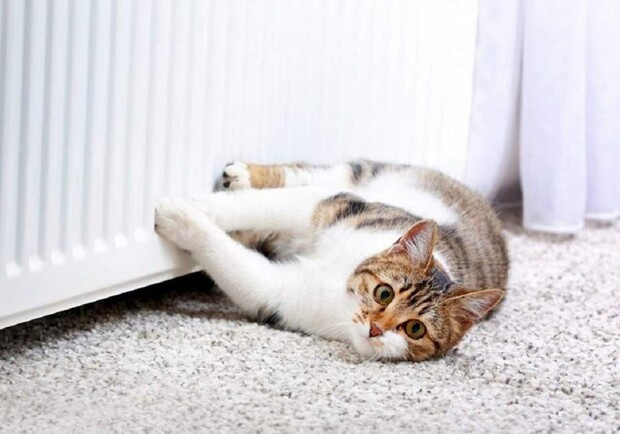 Фото: vgorode.ua