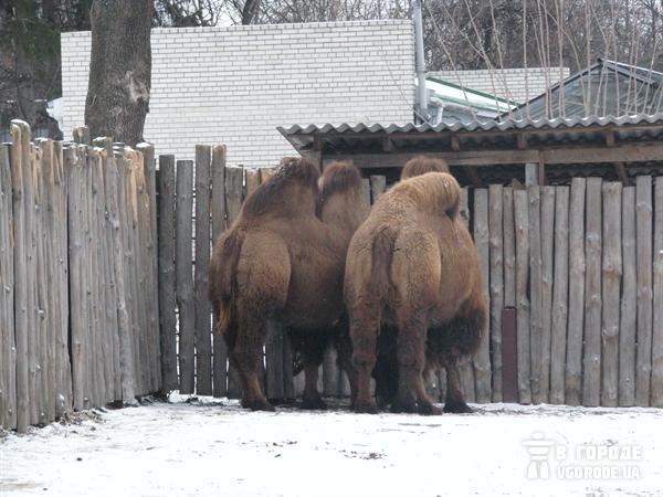 Скоро к горбатым верблюдам присоединяться безгорбые. Фото Ольги Кромченко. 