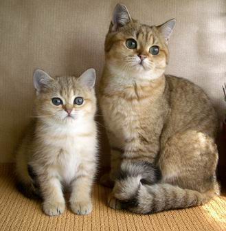 Кроме всего прочего в городе пройдет выставка кошек.Фото peppercats.narod.ru