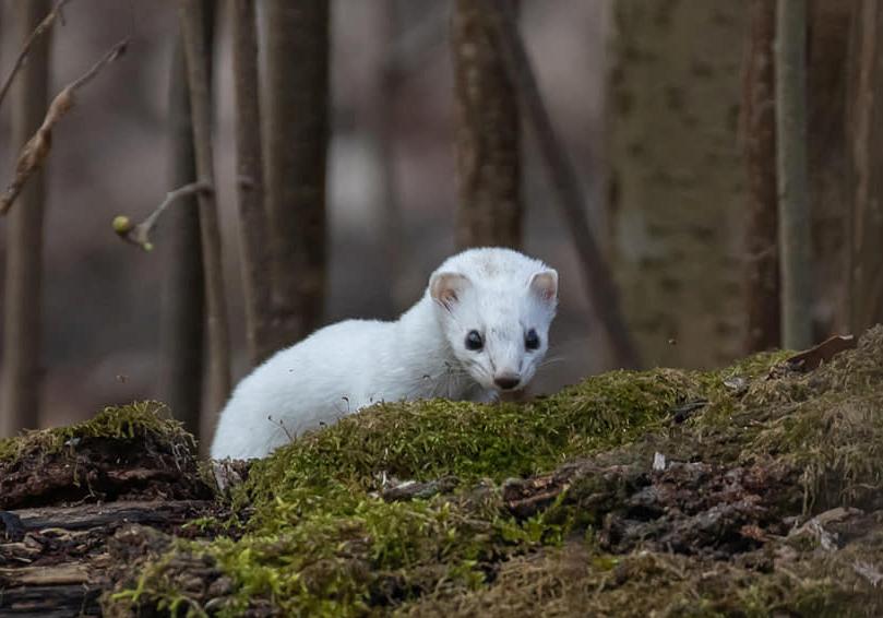 Жители столичных Теремков заметили необычное животное. Фото - Киев  Vgorode.ua