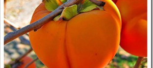 Хурма не только полезна, но и вкусна.
Фото smak.ua.