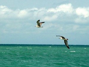Вода в море прогревается. Фото с сайта: ukranews.com