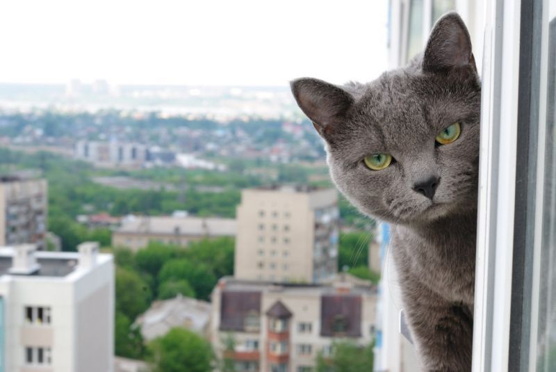 Погода в Запорожье 17 марта. Фото: Pinterest