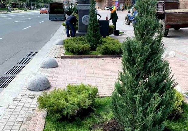 Кличко объяснил, почему на Крещатике высадили можжевельник. Фото: Киевзеленбуд