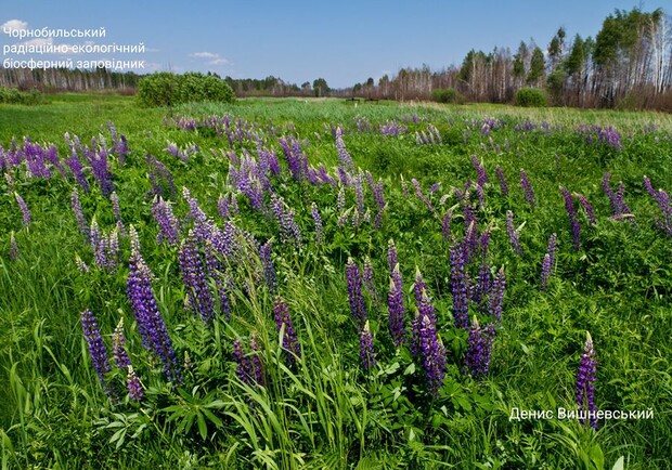 Как сейчас выглядит природа в Чернобыльской зоне - фото: Денис Вишневский