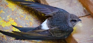 Серьезная операция: на Майдане спасали застрявшего на стелле стрижа