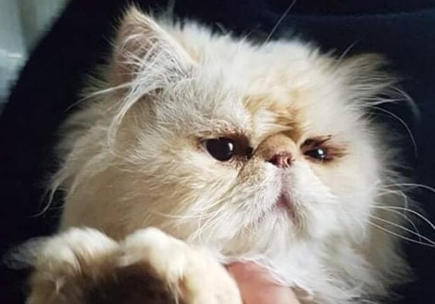 В Запорожье породистым котикам ищут новый дом. Фото: fb Анна Манкус