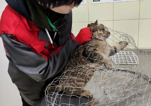 В Киеве спасли кота, которого затянуло в мотор автомобиля. Фото: Kyiv Animal Rescue Group на Facebook