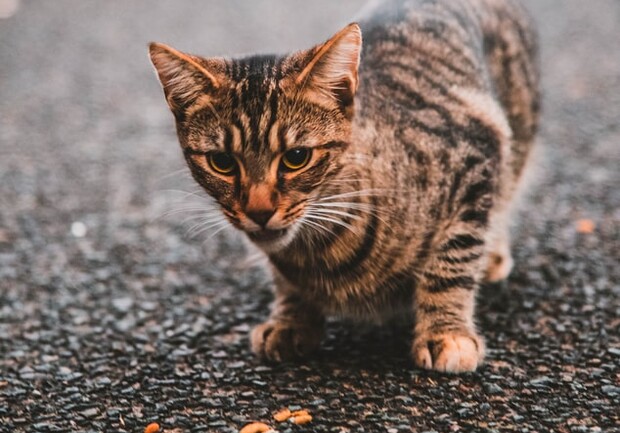 В Киеве появится второй Япомогабокс. Фото: unsplash