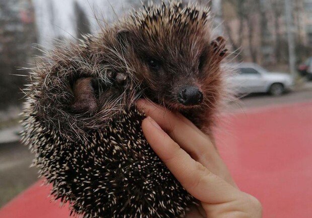 Команда спасения животных спасла ежиков. Фото: Kyiv Animal Rescue Group.