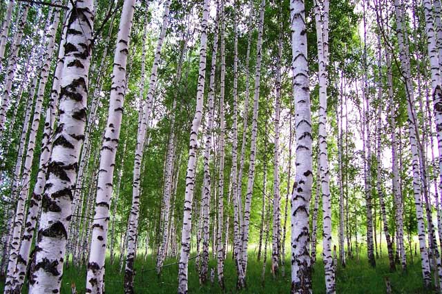 В скором времени запорожцы смогут прогуляться по березовой роще.
Фото www.outdoors.ru.