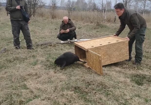 Под Киевом спасли молодого бобра. Фото: Чернобыльский биосферный заповедник.