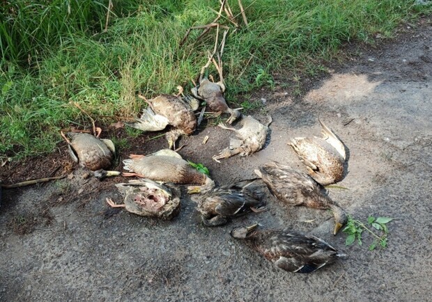 Анализы подтвердили наличие химикатов в озере на Голосеево. Фото: "Cусіди. Голосієво."