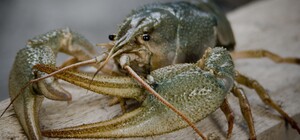 В Запорожье и области введут запрет на ловлю раков: подробности