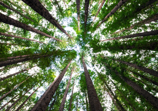 В Киеве бесплатно раздают саженцы деревьев. Фото: Unsplash