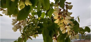 Одесситы продолжают высаживать 1000 акаций: как присоединиться