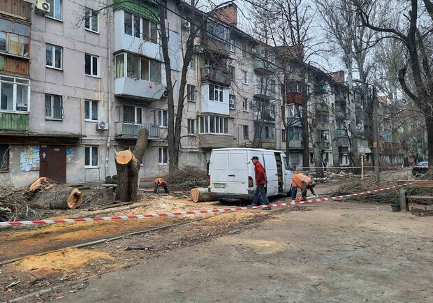 В Запорожье мужчина вызвал полицию, чтобы "защитить" огромные сухие тополя || фото: Наталья Воронина