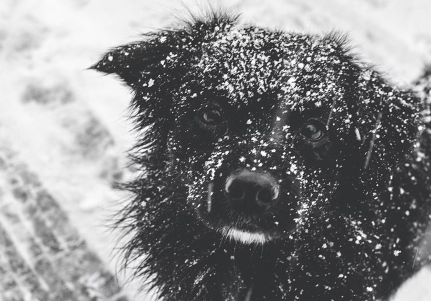 Как можно помочь бездомным собакам и кошкам пережить зимние холода. || Фото: unsplash.com