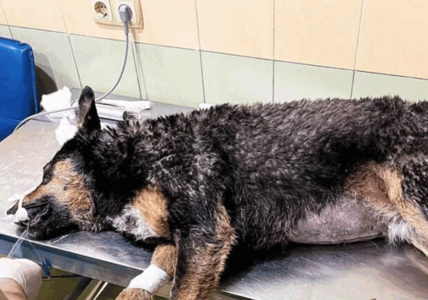 Умершая собака в ветклинике. || Фото: facebook.com/KARG.kyivanimalrescuegroup