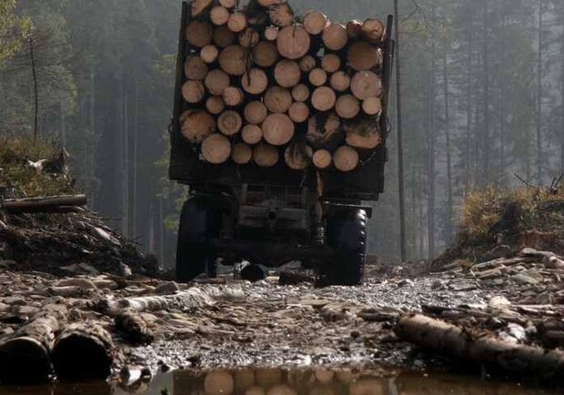 На Київщині чоловік незаконно спиляв півсотні дерев на 200 тисяч гривень. || Фото:openforest.org.ua