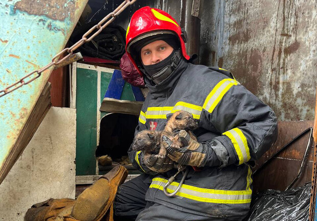 В Киеве пожарные спасли от огня семерых щенков || фото: https://t.me/dsns_telegram