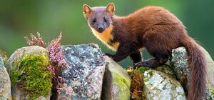 В Соломенском районе столицы вводят карантинные ограничения: причина