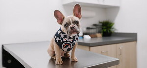 Где в Киеве можно бесплатно привить домашних животных от бешенства: адреса