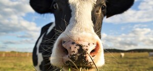 Корову с Киевщины, у которой оторвано копыто, отправят на протезирование в Германию