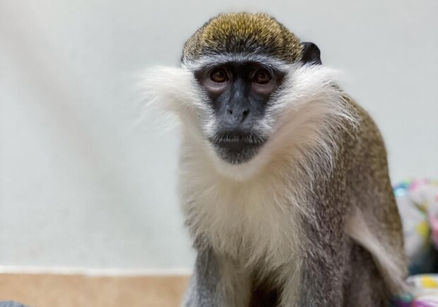В центре Запорожья из зоопарка сбежала мартышка (видео). || Фото: instagram.com/zooworldds