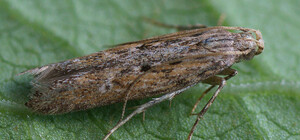 В Одесском районе ввели карантин из-за картофельной моли