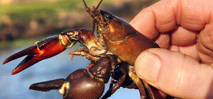 В Запорожье и области вводится запрет на ловлю раков