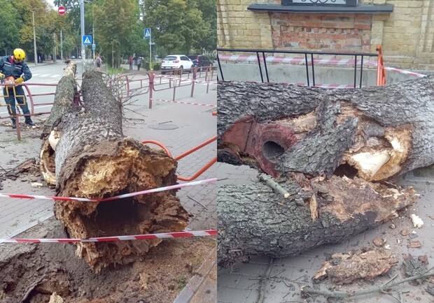 На Лук'янівці дерево впало на дівчину: деталі інциденту. || Фото: facebook.com/KARS.Kyiv