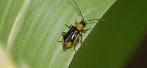 На севере Одесской области ввели карантин из-за кукурузного жука