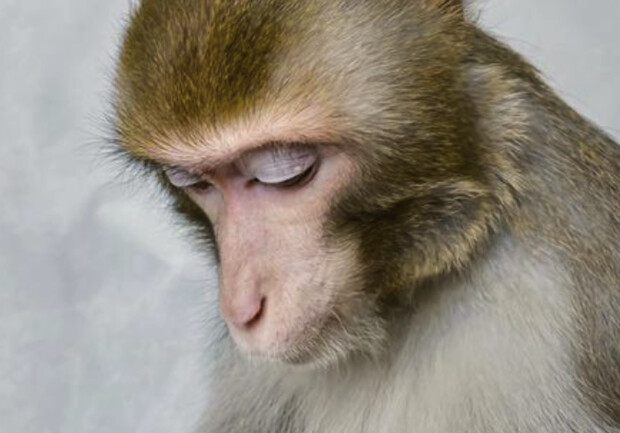 Что с зоопарком на Сталеваров в Запорожье после ракетных ударов - || фото: instagram.com/zooworldds/