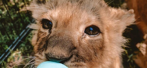 Одесские ветеринары спасли троих львят из Херсона, мама которых умерла от голода