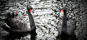 Где в Киеве можно увидеть черных лебедей и их птенцов