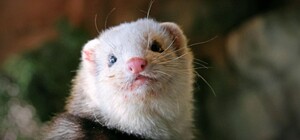 На выходных в киевском зоопарке можно будет увидеть, как кормят экзотических зверей