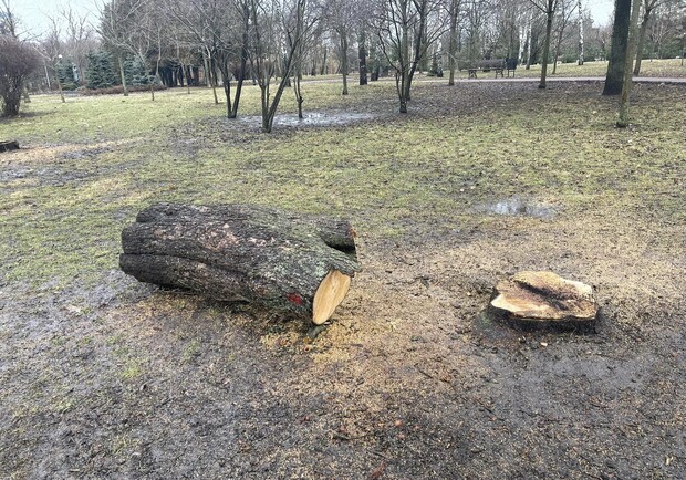 В парке Отрадный вырубили десятки деревьев - фото. || Фото: facebook.com/shelevytska
