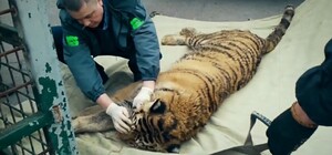 Киевский зоопарк представил документальный фильм о жизни во время войны