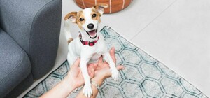 Собака постоянно требует внимания: решение проблемы