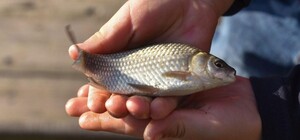 В Днепропетровской области установили новые правила рыболовства: что изменилось