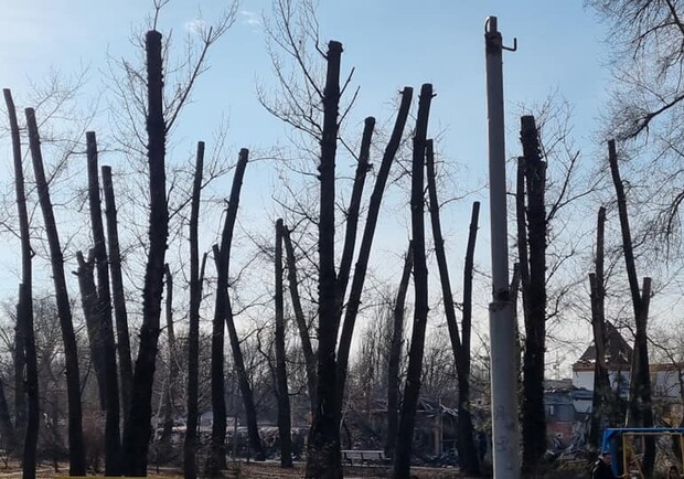 У Дубівці радикально обрізали дерева "під олівець" - || фото: facebook.com/RalykMykola