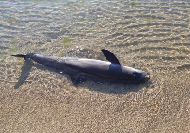 Що робити, якщо знайшли мертвого дельфіна в Одесі та області