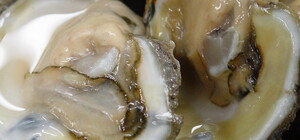 В Одесскую область завезли опасные устрицы