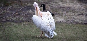 В Киевском зоопарке выпустили на воду семью пеликанов: фото