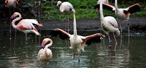 В Киевском зоопарке приглашают посмотреть на розовые фламинго