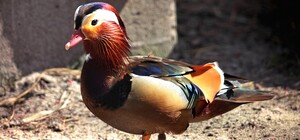 Приходи посмотреть: в Киевском зоопарке птиц переселяют на открытые площадки