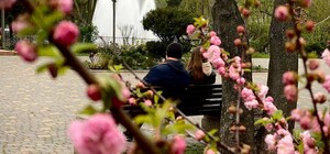 В Одессе цветут сакуры: где полюбоваться